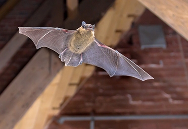 Bat Control