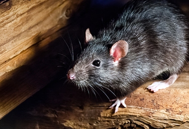 Rodent Control